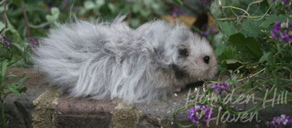 Gunner- Dark Grey Umbrous Longhaired Male Syrian Hamster